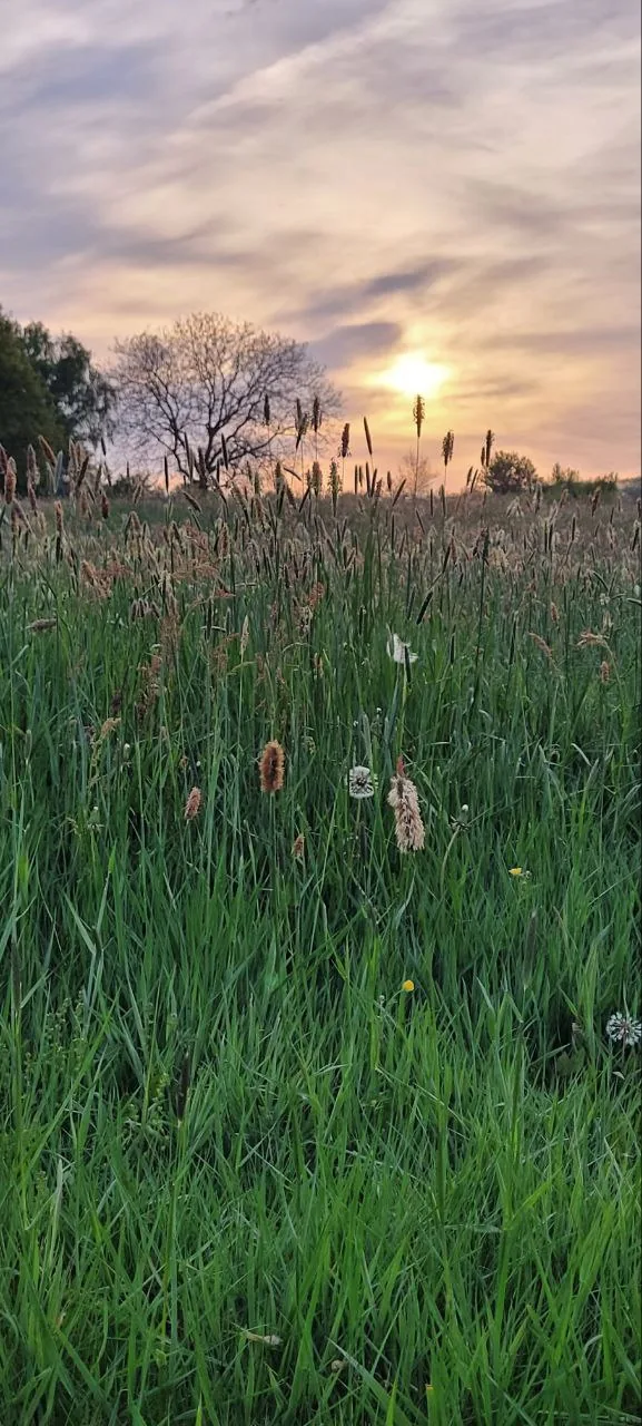 Lange Gräser vor Bäumen im sanften Morgenlicht